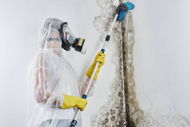 Best Affordable Mold Removal  in Westerville, OH