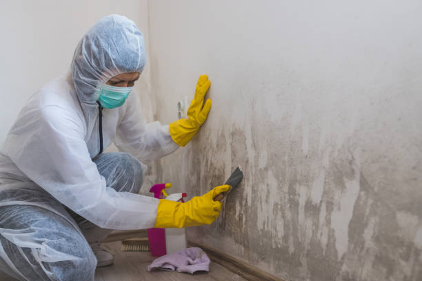 Best Professional Mold Removal  in Westerville, OH