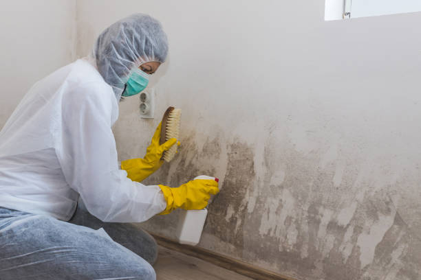 Best Mold Cleaning Services  in Westerville, OH