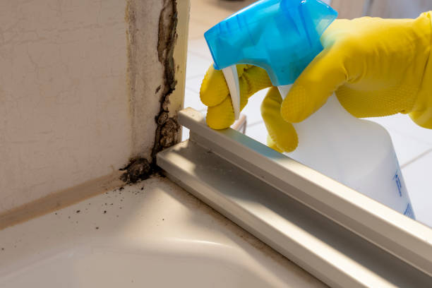 Best Same-Day Mold Removal  in Westerville, OH