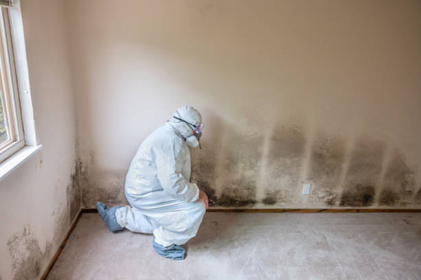 Best Black Mold Removal  in Westerville, OH