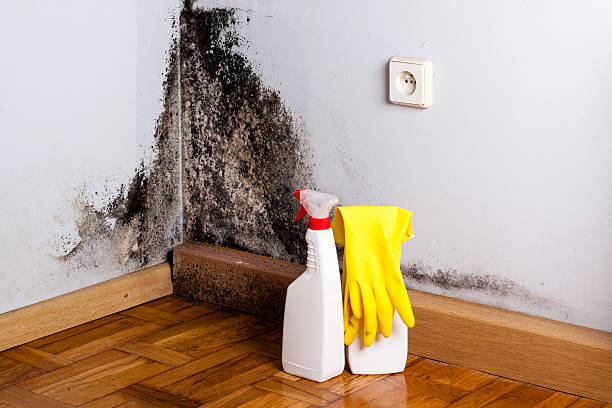 Trusted Westerville, OH Mold Removal Experts