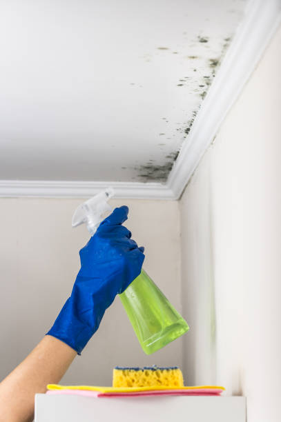 Best Mold Removal Company Near Me  in Westerville, OH