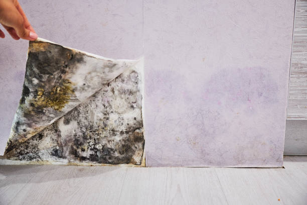 Best Fast Mold Removal  in Westerville, OH